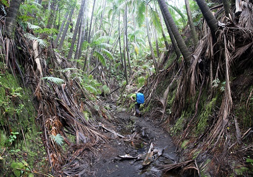 アンブリムの山道.JPG