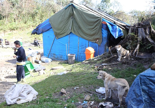 キャンプ地の犬.JPG