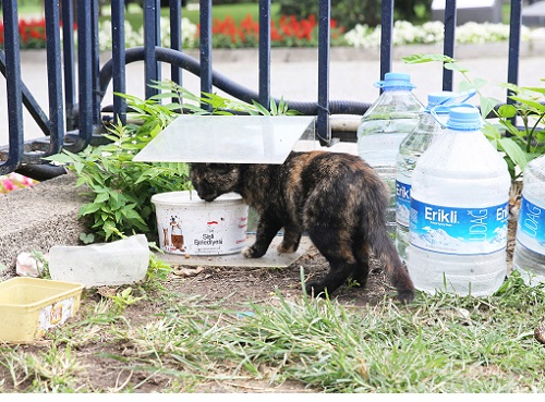 トルコのネコの餌場.JPG