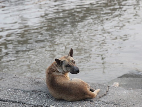 ヤンゴン港の犬.JPG