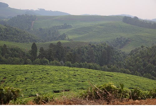 ルワンダの茶畑.JPG