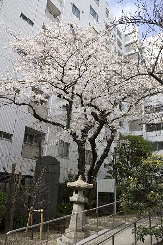 新川大神宮の桜.jpg