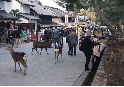 東大寺前の鹿.jpg