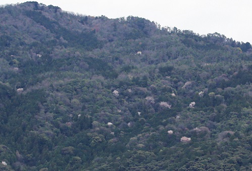 東山の桜.JPG