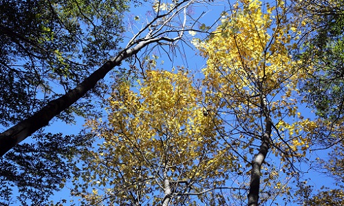 白屋岳の紅葉.JPG