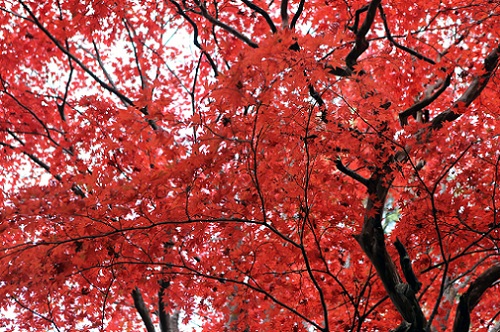 銀閣寺登山口のモミジ.jpg