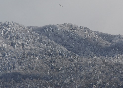 雪の大文字山.JPG