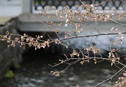 高瀬川の桜.JPG