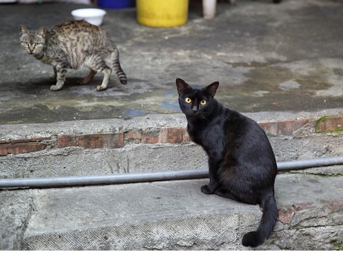 高雄・海鮮屋の猫.JPG