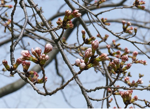 鴨川の桜1.jpg