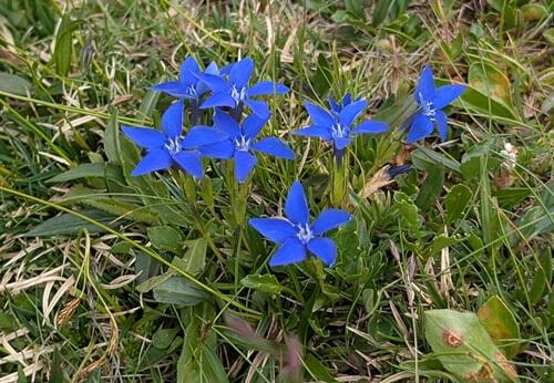20250725リンドウの類Gentiana verna.jpg
