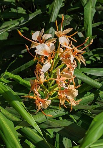 20210928ショウガの花.jpg