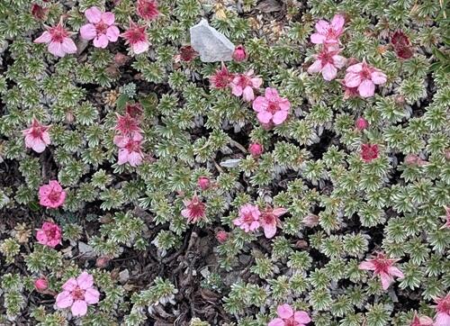 20250725Potentilla nitida.jpg