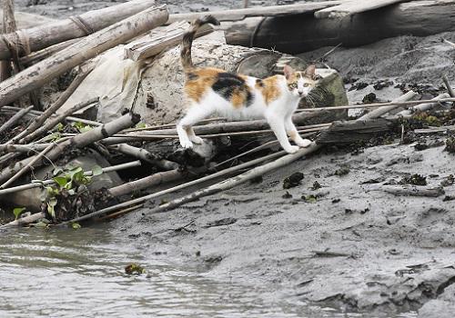 20180813お出迎え猫.JPG