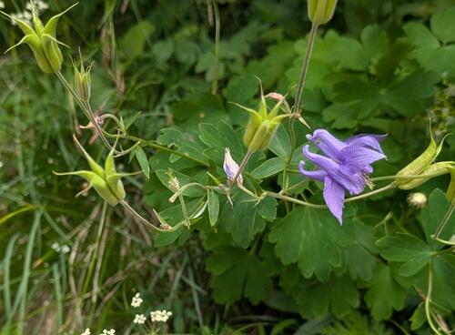 20250725オダマキの類Aquilegia vulgaris.jpg