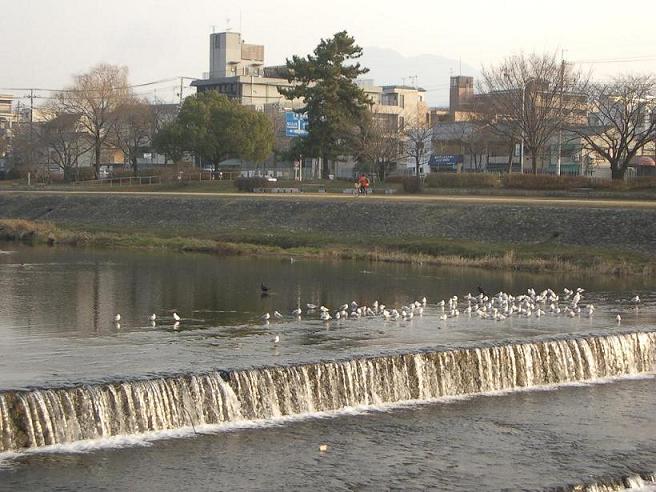 20100120鴨川.JPG