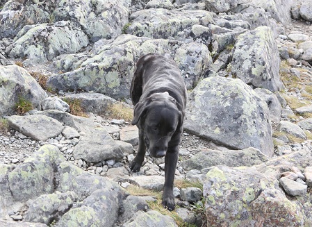 20110904登山する犬.JPG