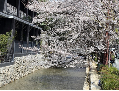 2013高瀬川の桜.JPG