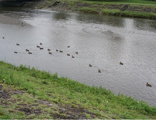 20140824鴨川.jpg