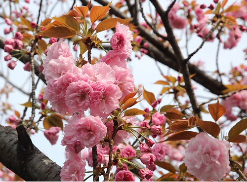 20150412八重桜.JPG