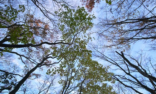 2017大文字山の紅葉.JPG