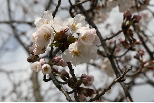 20170401桜.JPG