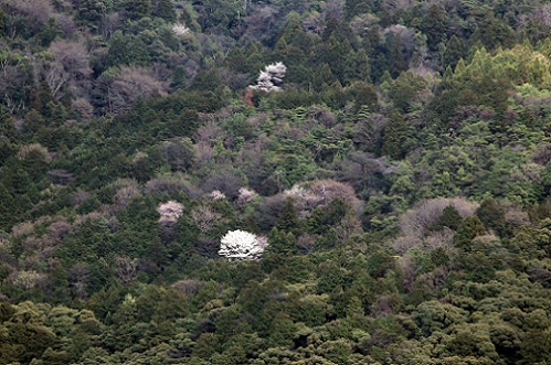 20170409東山に桜咲く.jpg