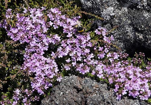 20180719Thymus caespititus.JPG