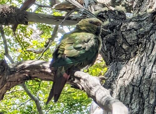 20240313Austral Parakeet.jpg