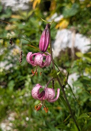 20250725Martagon Lily.jpg