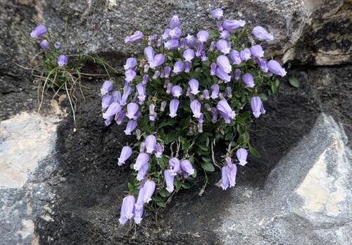 20250725Zois' bellflower.jpg