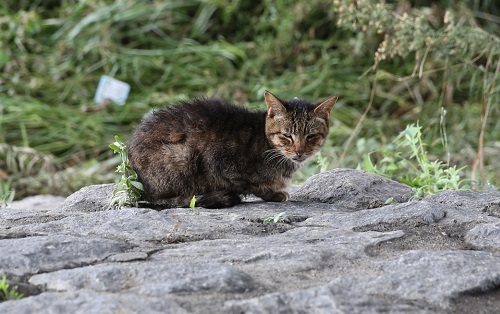 260A0932二条大橋の猫2.jpg