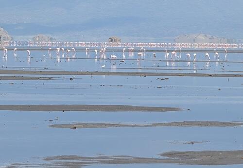 20260228ナトロン湖のフラミンゴ.jpg