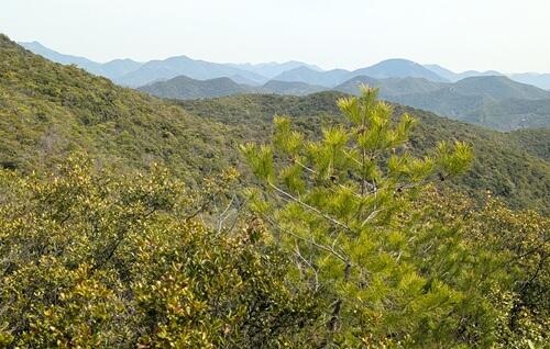 20250411清水寺のある御岳山.jpg