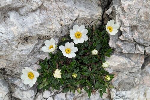 20250725チョウノスケソウDryas octopetala.jpg