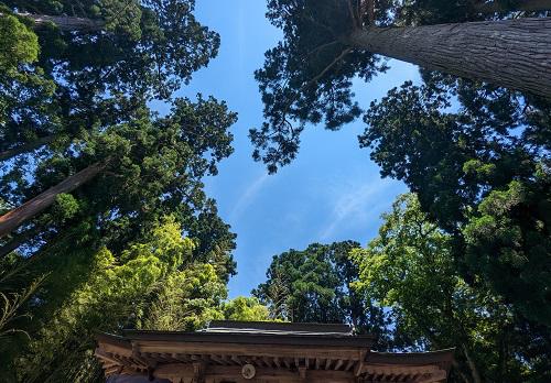 20220702八幡神社の杉.jpg