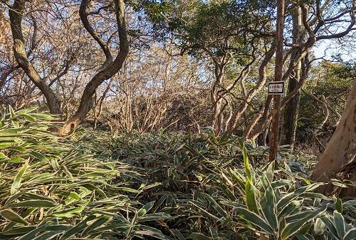 20130114とかが尾山.jpg