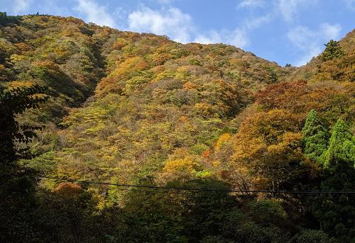 20211103灰屋川の紅葉.jpg