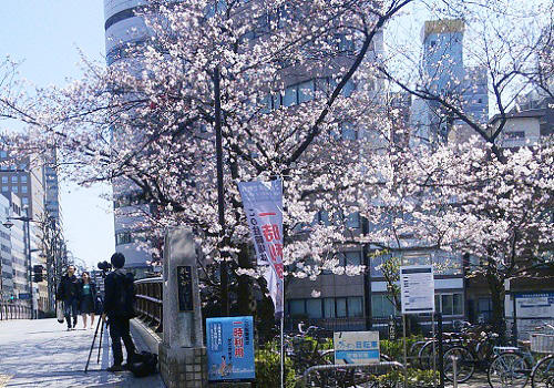 霊岸橋桜-1.jpg