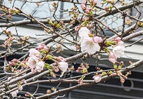 20240328高瀬川の桜.jpg