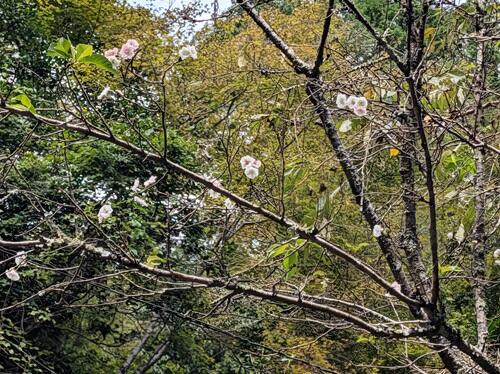 20250930十月桜.jpg