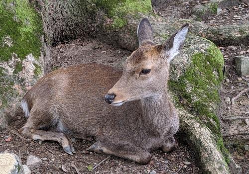 20191022奈良公園の鹿.jpg