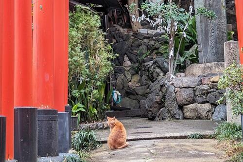 20240317御土居の猫.jpg