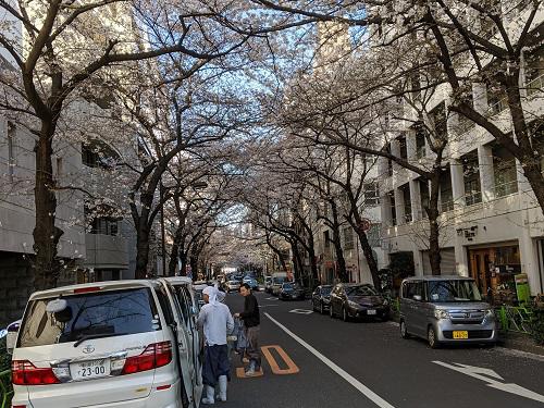 20200324東京の桜.jpg