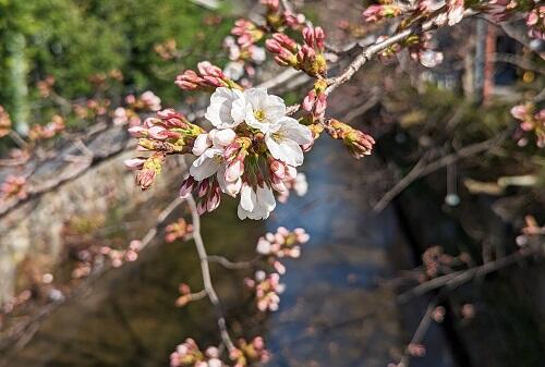 20230319高瀬川の桜.jpg