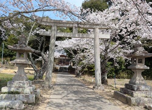 20250412住吉神社の桜.jpg