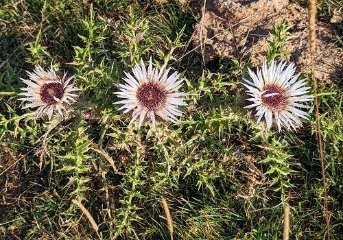 20230904ラースティングフラワーCarlina acaulis.jpg