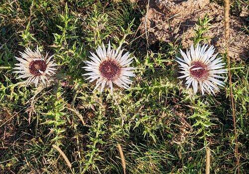 20230904ラースティングフラワーCarlina acaulis.jpg