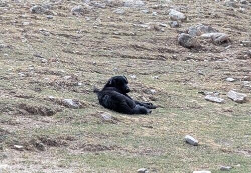 20250615カイラスのチベット犬.jpg