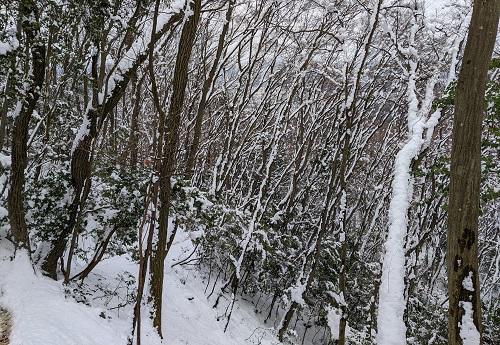 20220122大文字の樹林の積雪.jpg